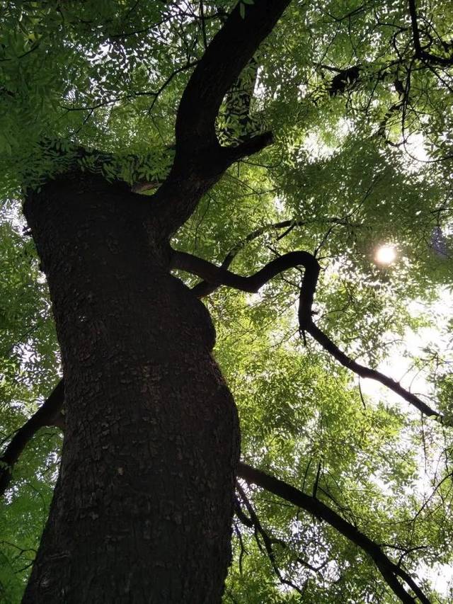 椿树具有长寿的征兆 在风水上有护宅及祈寿功用.