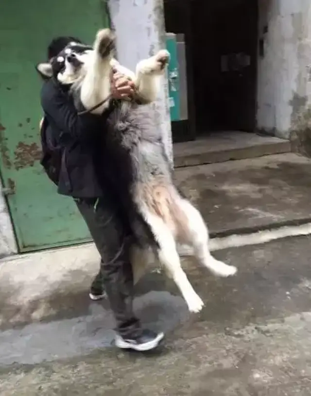 如果恰巧你也有只喜欢在雨中散步的狗,可能会需要这些装备.