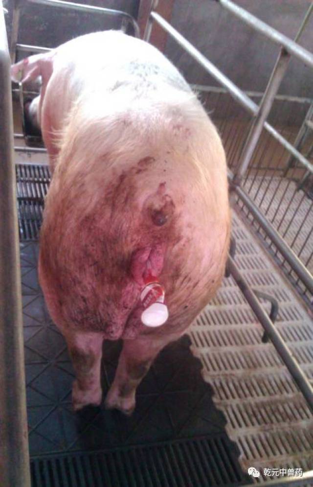 【猪博士】规模场母猪子宫炎的辨证施治