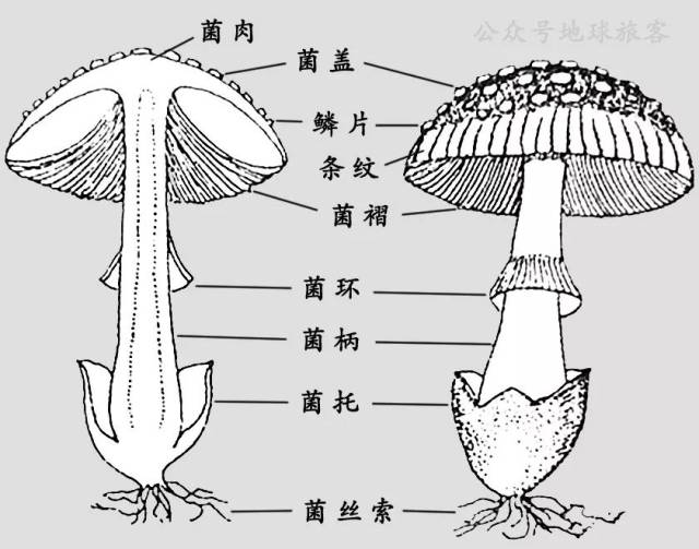 蘑菇识别指南避开那些毒蘑菇