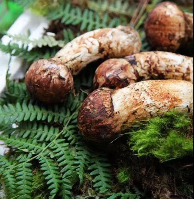 西行厨房 松茸刺身,松茸的教科书式吃法