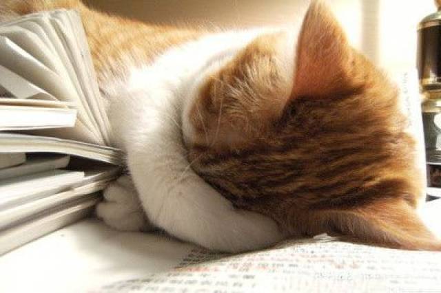 猫越来越瘦背骨明显,母猫哺乳期瘦怎么办