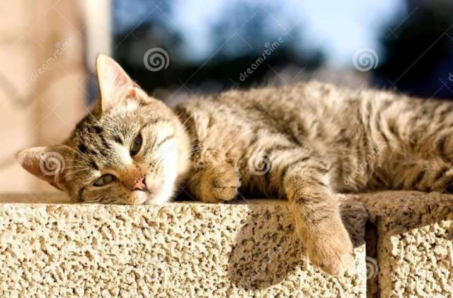 夏天要午睡嘛?浑身酸软 睡到怀疑人生