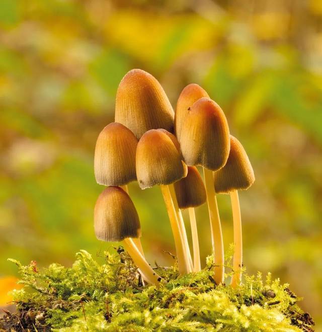 蘑菇识别指南避开那些毒蘑菇