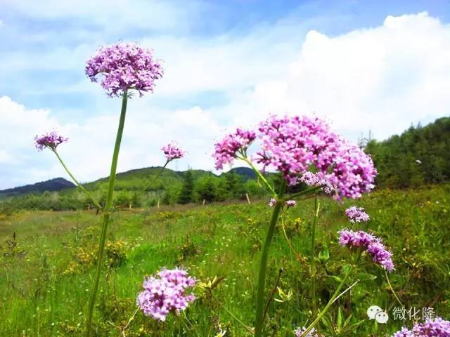 唱花儿看花儿 七月的化隆花开正艳