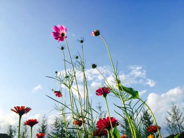 图虫摄影:生如夏花