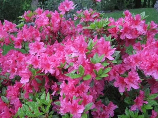 8.杜鹃花