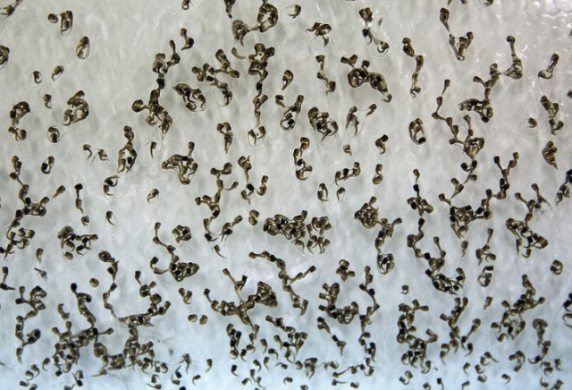 实拍:中国最大的蚊子工厂,每天释放一百万蚊子