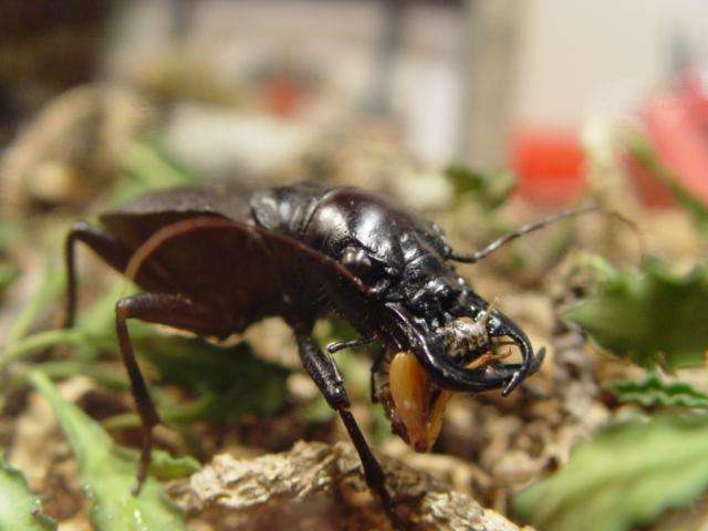 大王虎甲,是全球最大的食肉甲虫,被称为"非洲地面暴君" ,以巨型,食肉