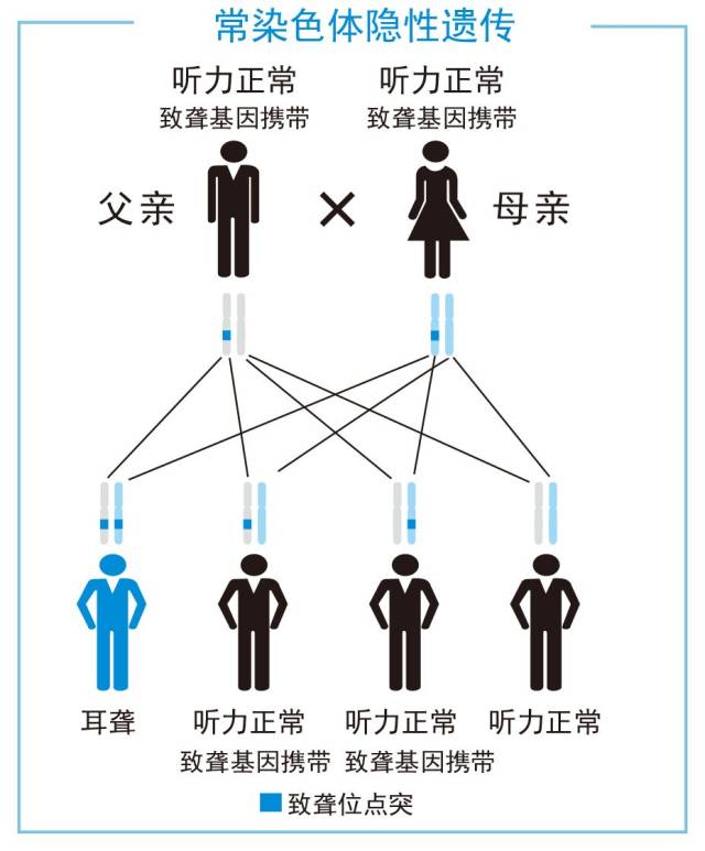 线粒体遗传也称为母系遗传,是指只要母亲是携带该突变基因的患者,就会