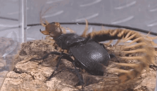 非洲南部的大王虎甲虫是世界最大的虎甲,体长可达60mm,一说极限体长