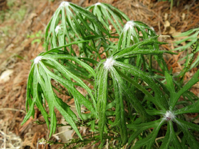 山里一种野草,是民间珍贵草药,见到请珍惜,农民称它"雨伞菜"