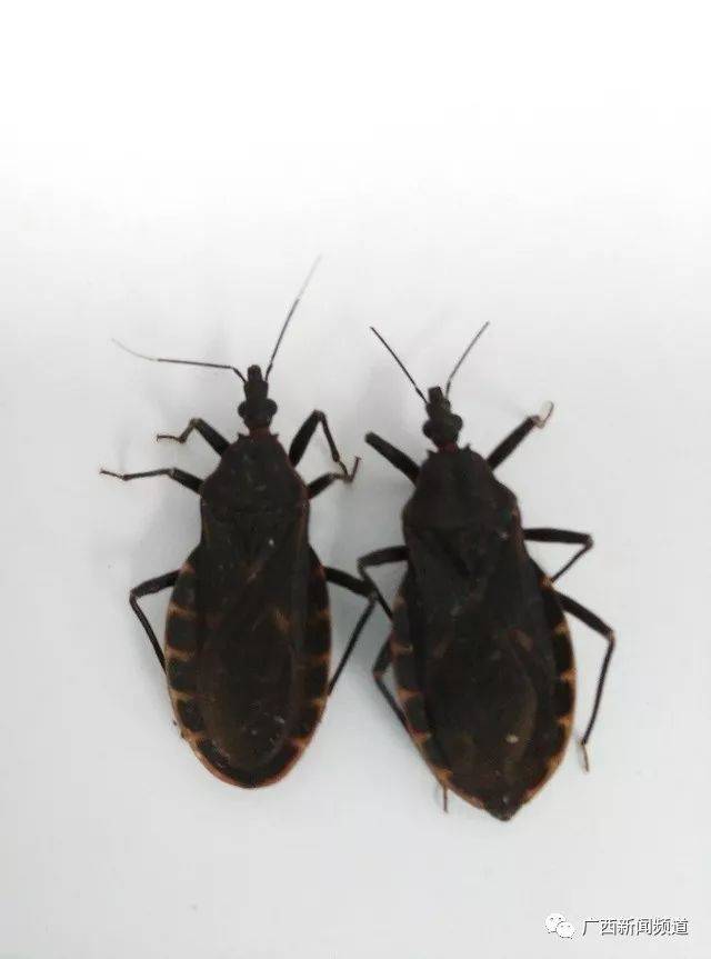 据了解,锥蝽是一种吸血性的昆虫,威力可不容小觑,一旦被它叮咬