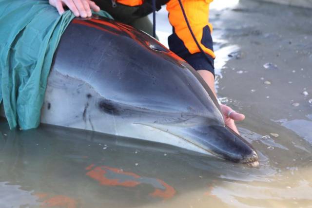 澳大利亚海豚搁浅在海滩上等待进一步救援