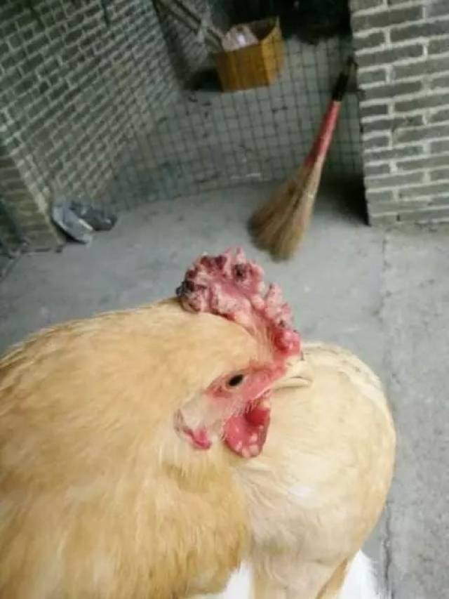 皮肤型鸡痘