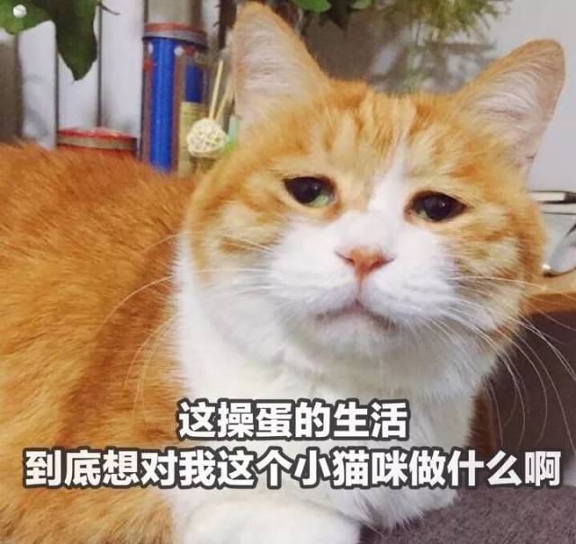 活跃着一群特殊的网红 满足了少女们 云养猫养狗的需求 我的丧脸猫日