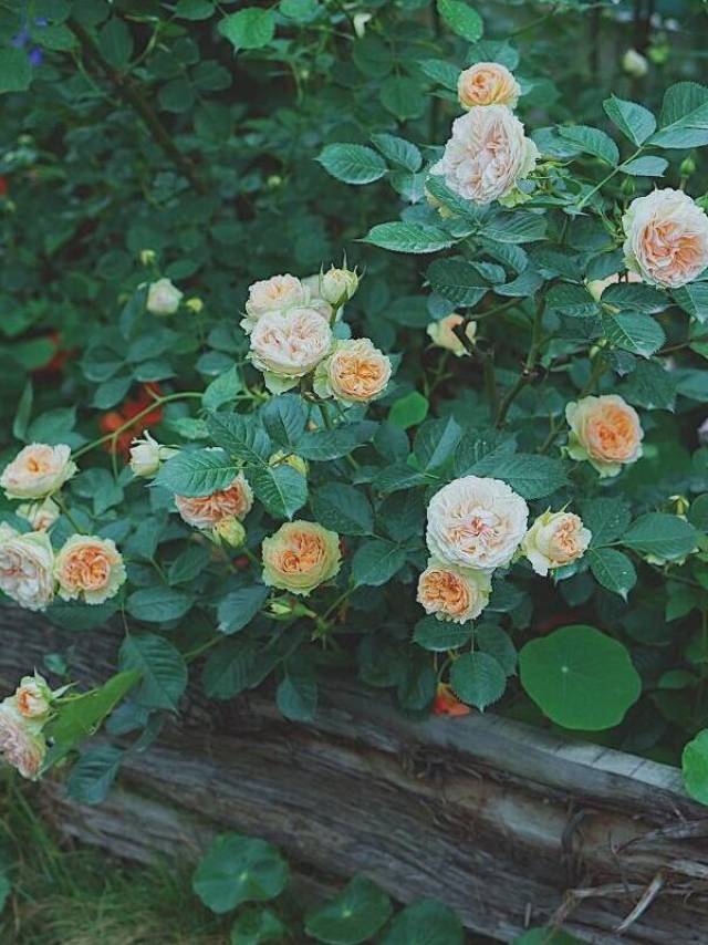 大规格苗木的特点(图1) 大规格苗木的特点(图1)