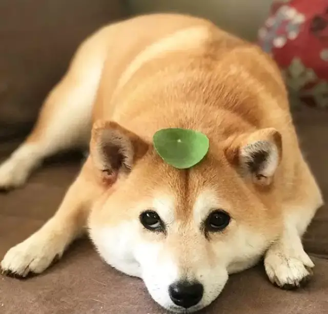 我把买性感写真攒的钱,全奉献给了这几只柴犬