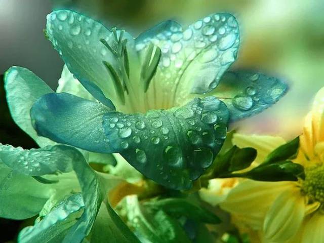 绿色的花瓣和大水滴溶合在一起,给人一种大自然的清新感,这样的花,谁