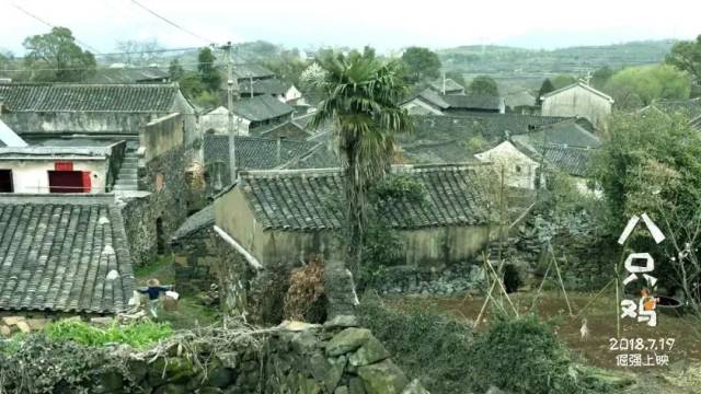 【八只鸡】这部暑期档唯一儿童励志电影 你应该看看!