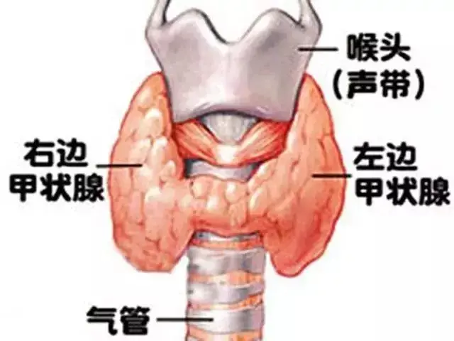 甲状腺疾病的这些预防措施你应该知道!