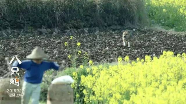 【八只鸡】这部暑期档唯一儿童励志电影 你应该看看!