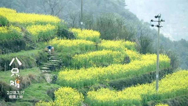 【八只鸡】这部暑期档唯一儿童励志电影 你应该看看!