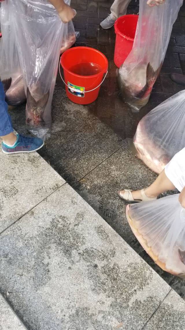 怎么养鱼不喂饲料 92babacaa0fa434b8edfc7edcc623214.jpeg