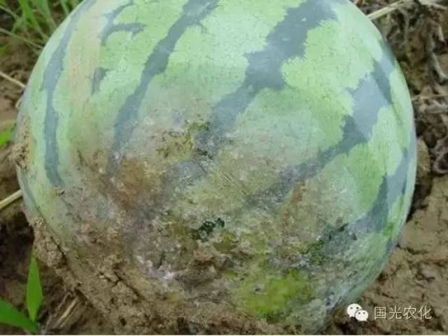 西瓜都死秧(疫病)了,这个夏天还能不能好好过
