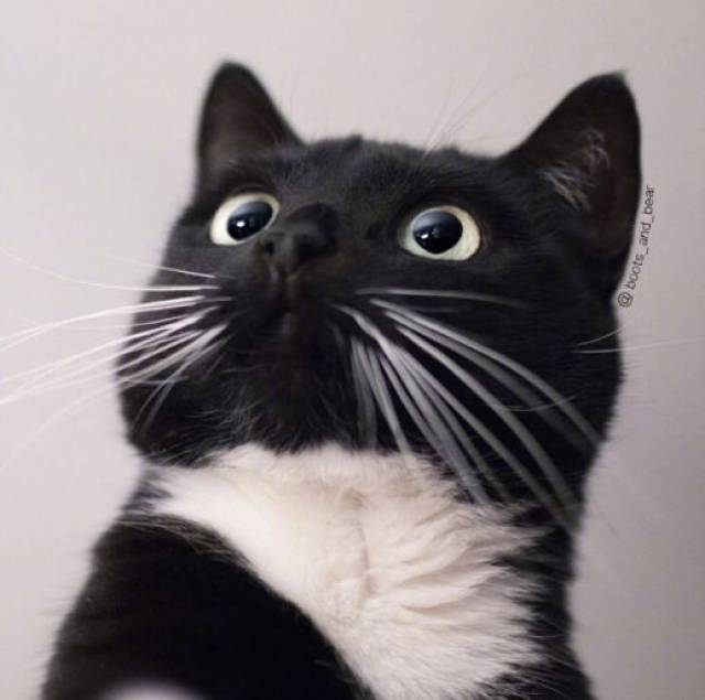 网友养了两只黑猫,据说每天要打着灯笼才能找到它们.