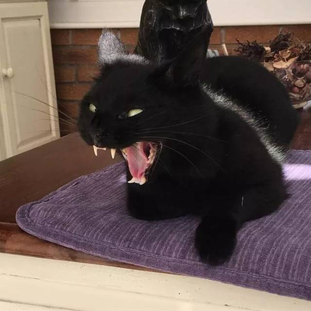 这些刷爆朋友圈的社会猫,你认识几只?