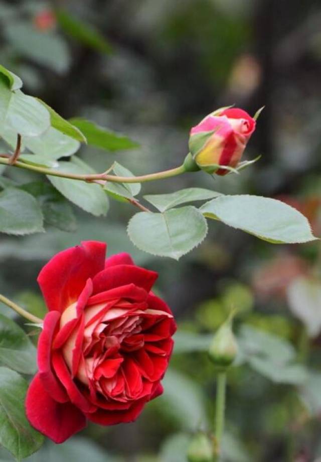 居住区的集中绿化有什么要注意?(图1) 居住区的集中绿化有什么要注意?(图1)