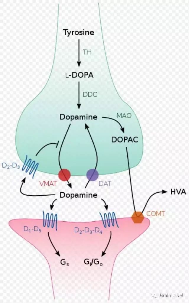 多巴胺的合成代谢途径