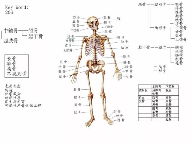 一秒速记解剖歌诀,瑜伽老师必备!