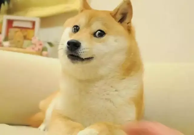 我把买性感写真攒的钱,全奉献给了这几只柴犬