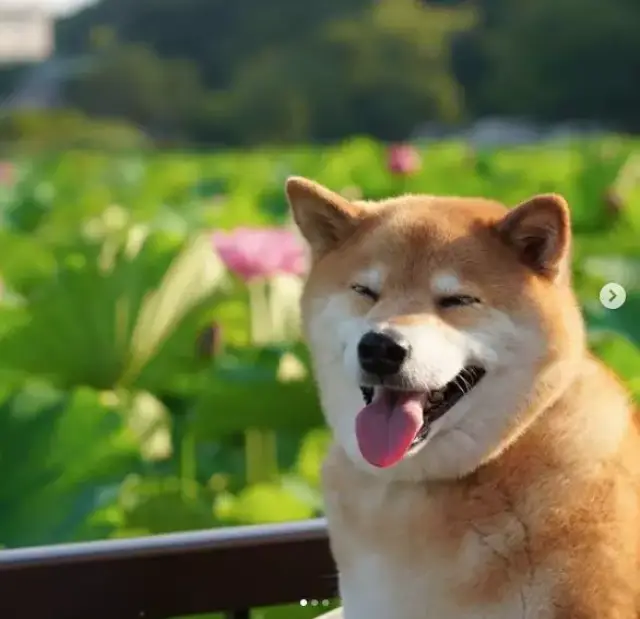 我把买性感写真攒的钱,全奉献给了这几只柴犬