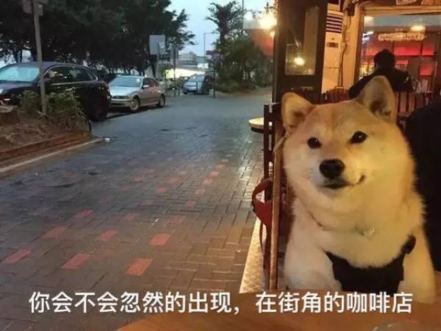 真实版单身狗现身高校,确认过眼神,你就是对的人