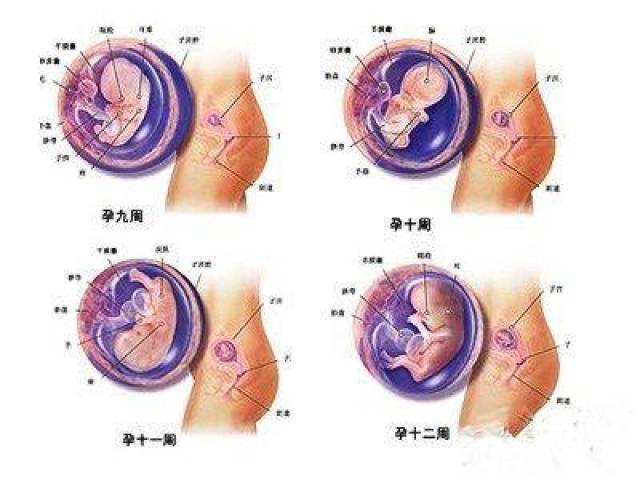 怀孕三个月肚子图 二,怀孕三