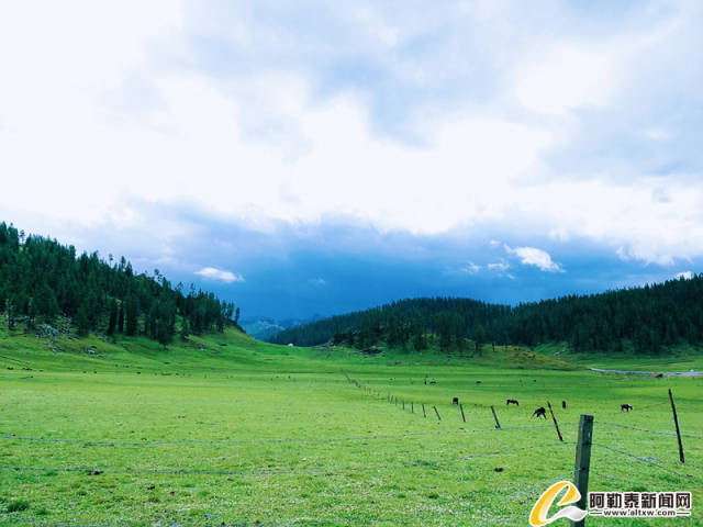 新疆富蕴县萨依恒布拉克夏牧场美丽风景