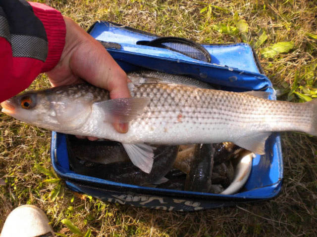 此鱼冲击力巨大,耐力十足,有“三斤鲻五斤草”的说法