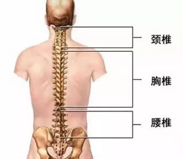 【健康"滚背法,一招预防多种病