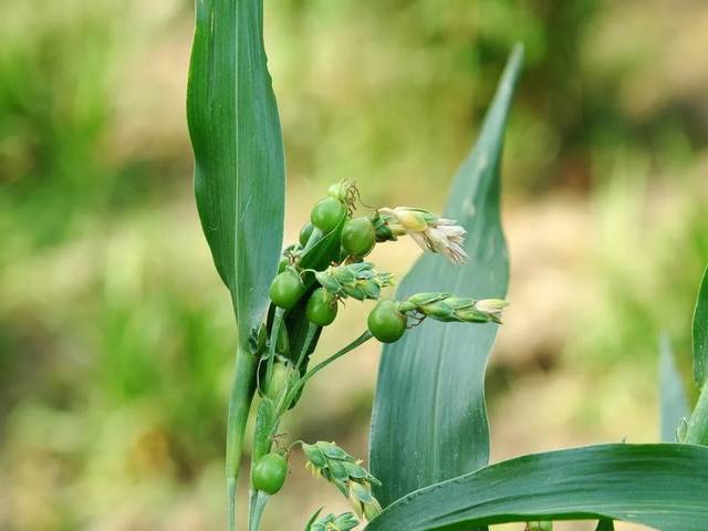 基本介绍:禾本科植物薏苡的干燥成熟种仁,薏米在我国栽培历史悠久