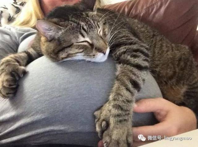 有那么多准妈妈都经历过怀孕养猫,你却还在纠结两者冲不冲突.