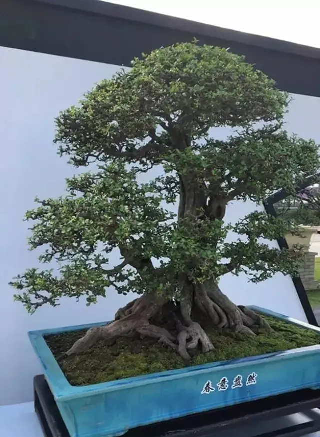 博兰盆景的鉴赏与制作养护