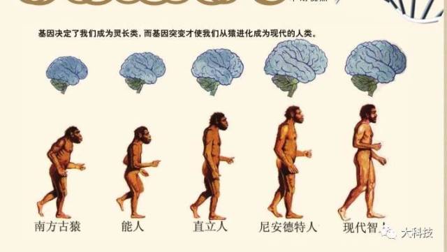 人类真的是从猿进化来的吗?