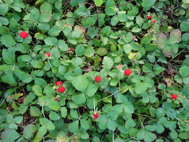 24,蛇莓:长得像野草莓,可人家叫蛇莓,是治毒蛇咬伤的中草药.