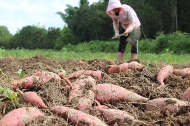 微社区优选丨五华高山红薯,田地里的红宝石终于要来了!
