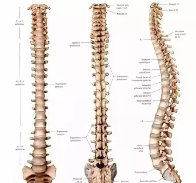 脊椎生理曲度图1