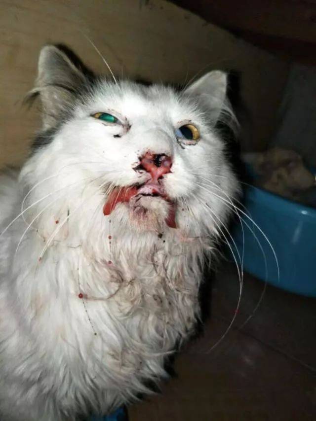 救助了一只跳楼猫,当初摔到脸变形,如今美到快