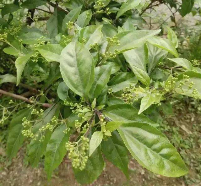 斑鸠叶,学名双翅六道木,又称观音树(所以也称观音豆腐),多生长于山坡